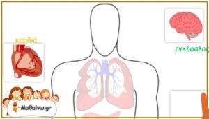 Διαδραστικά Φύλλα Εργασίας – Το ανθρώπινο σώμα